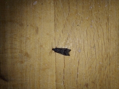 Grapholita funebrana