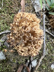 Ramaria rasilispora