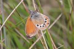 Coenonympha glycerion