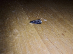 Grapholita funebrana