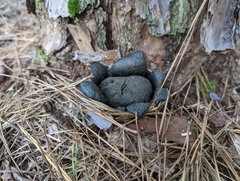 Scleroderma polyrhizum