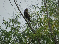 Buteo lineatus