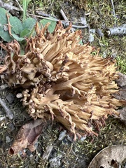 Ramaria rasilispora