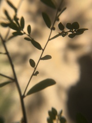 Phyllanthus caroliniensis