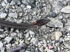 Storeria occipitomaculata