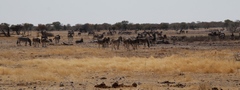 Equus quagga burchellii