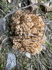 Ramaria rasilispora