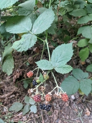 Rubus armeniacus