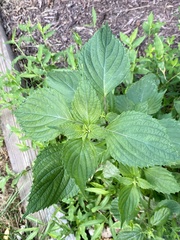 Perilla frutescens