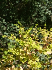 Euphorbia stricta