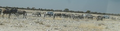Equus quagga burchellii