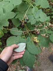 Rubus armeniacus