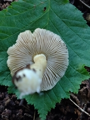 Pseudosperma sororium