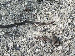 Storeria occipitomaculata