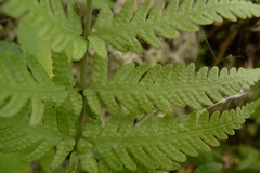 Dryopteridaceae