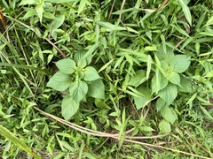 Perilla frutescens