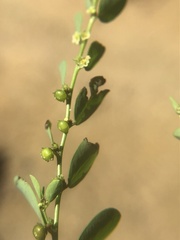 Phyllanthus caroliniensis