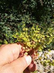 Euphorbia stricta