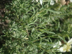 Zinnia acerosa