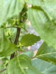 Perilla frutescens