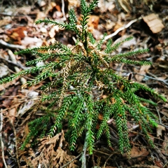 Dendrolycopodium dendroideum