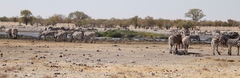 Equus quagga burchellii