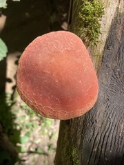 Rhodotus palmatus