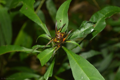 Aphelandra chamissoniana