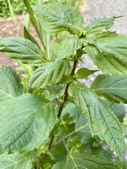 Perilla frutescens