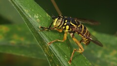 Spilomyia longicornis