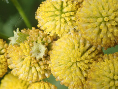 Rhopalomyia tanaceticola