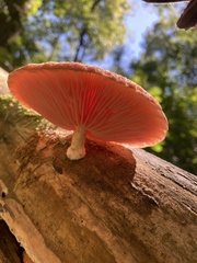 Rhodotus palmatus
