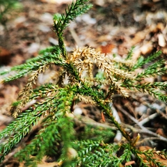 Dendrolycopodium dendroideum