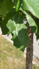 Quercus bicolor