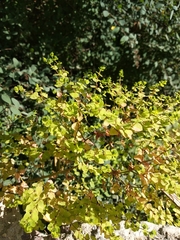 Euphorbia stricta