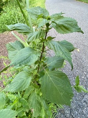 Perilla frutescens
