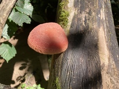 Rhodotus palmatus