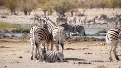 Equus quagga burchellii