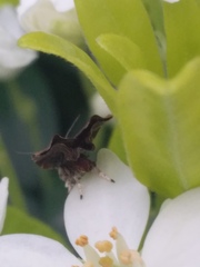 Choreutis