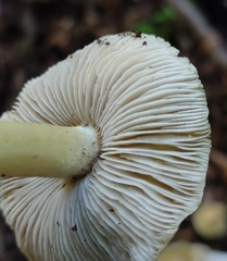 Pseudosperma sororium