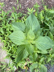 Perilla frutescens