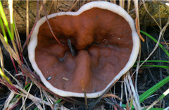 Gyromitra perlata