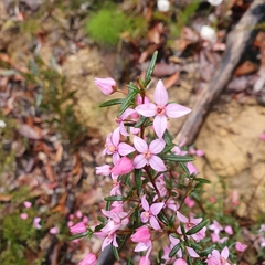 Boronia ledifolia