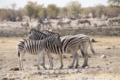Equus quagga burchellii