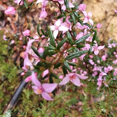 Boronia ledifolia
