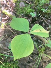 Trillium
