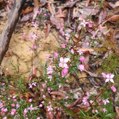 Boronia ledifolia