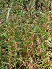 Persicaria minor