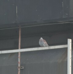 Columba guinea phaeonota