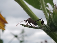 Leptoglossus phyllopus